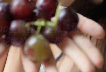 MiiTao蜜桃社 – 揭秘许思铭全套写真：这位花嫁的每一面都令人心醉！.txt